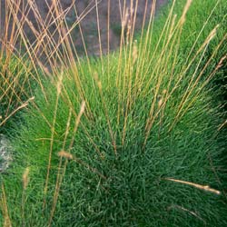 Fescue, Bearskin